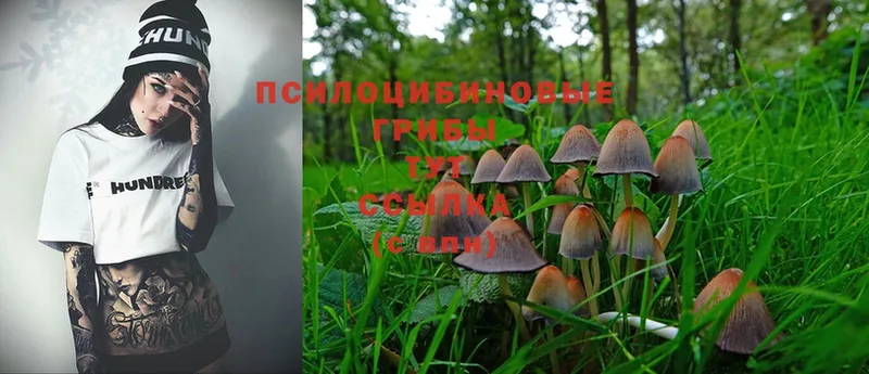 Псилоцибиновые грибы Psilocybine cubensis  продажа наркотиков  Горнозаводск 